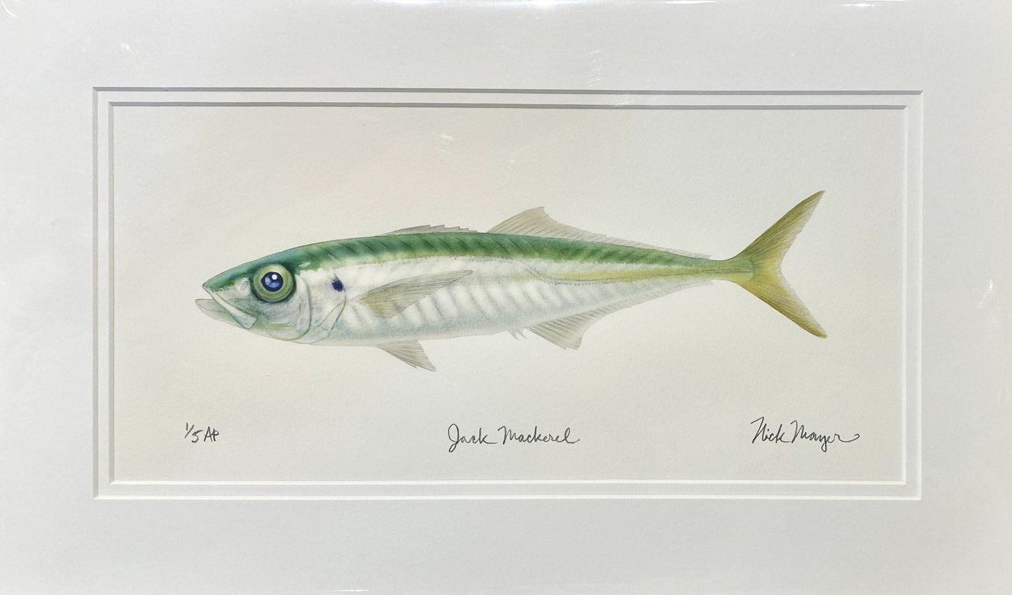 Catalina Fish Print Collection by Nick Mayer Nick Mayer Consignment Jack Mackerel : 10 ½ X 17 ½