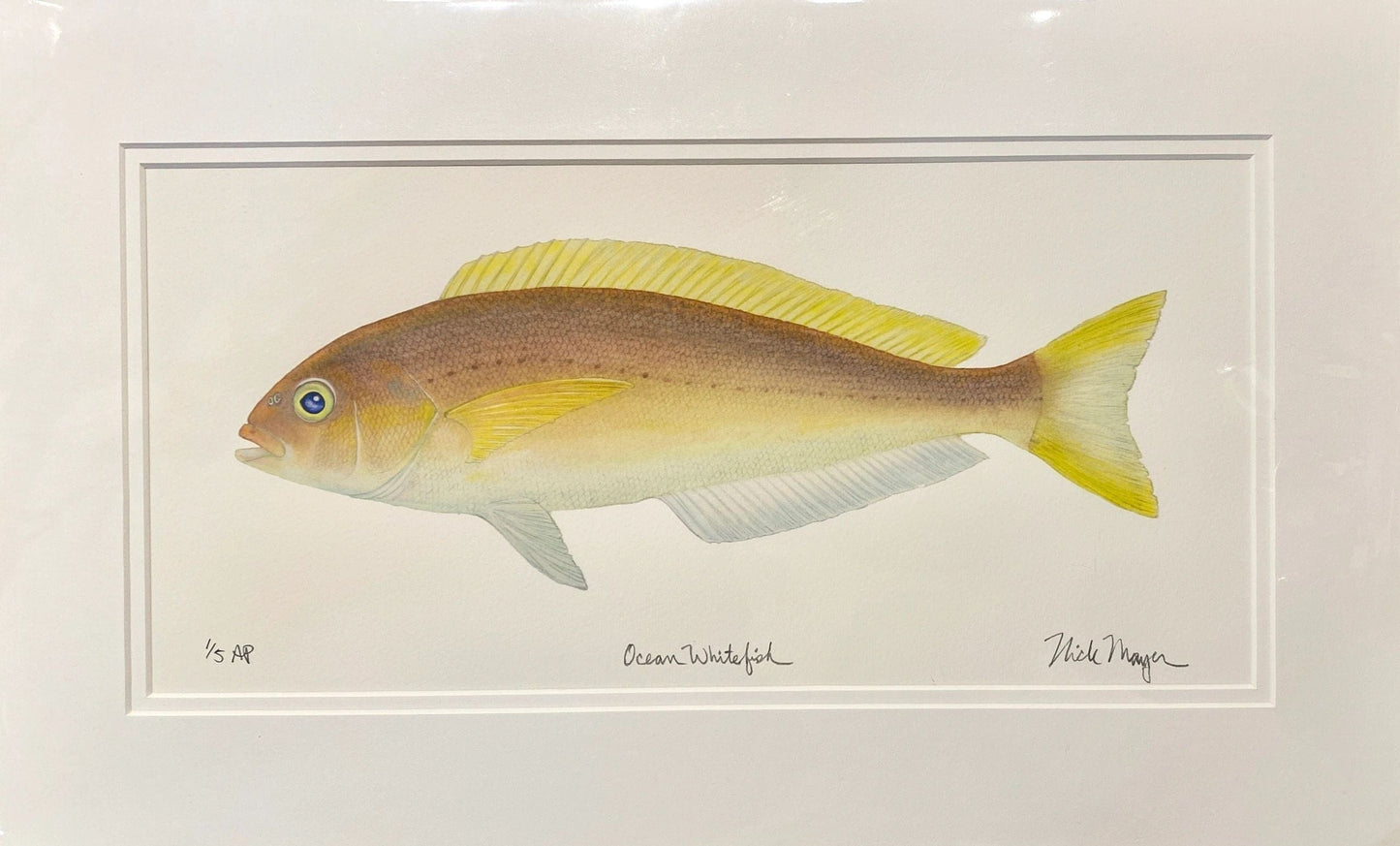 Catalina Fish Print Collection by Nick Mayer Nick Mayer Consignment Ocean Whitefish : 12" X 19 ½"