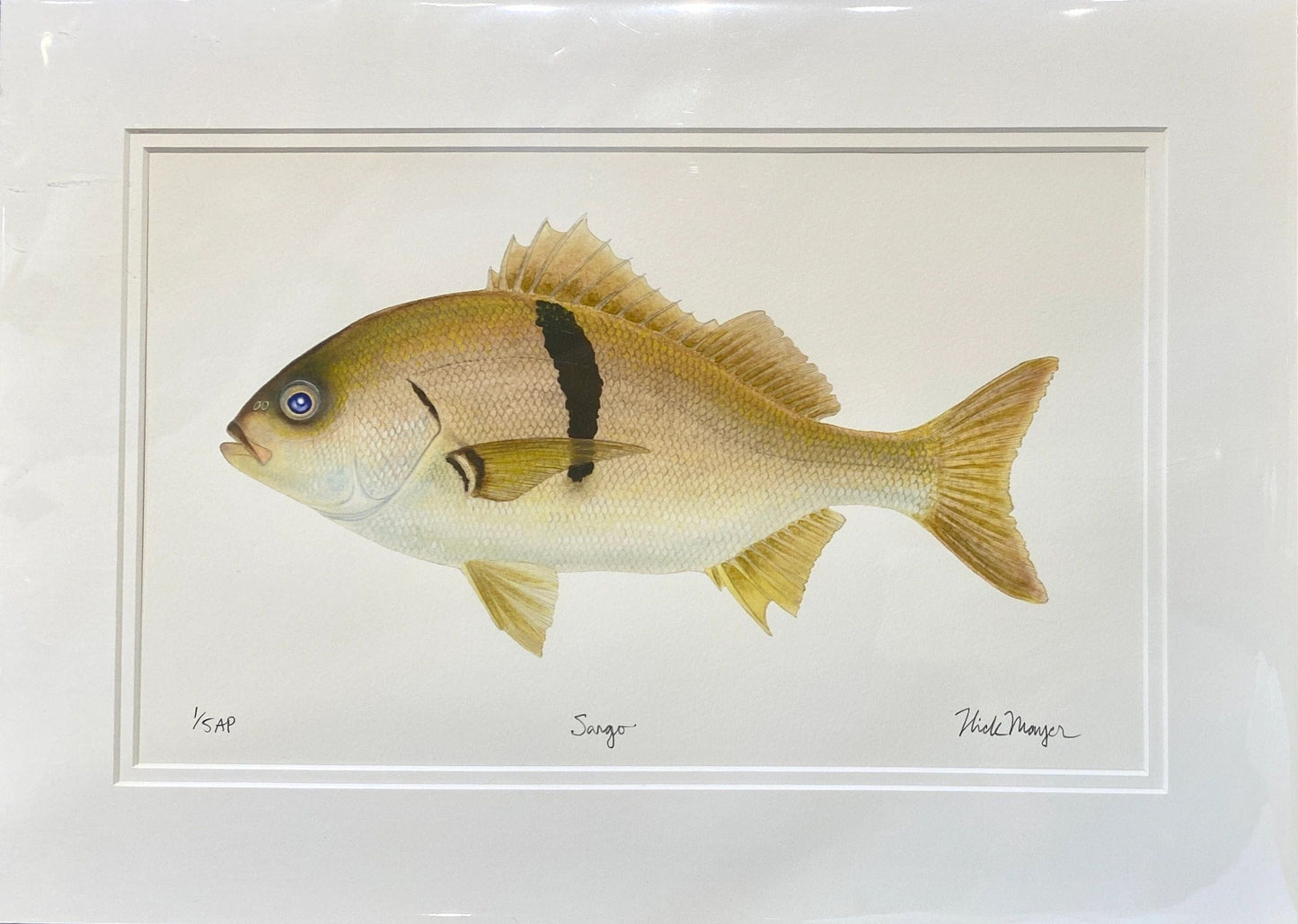 Catalina Fish Print Collection by Nick Mayer Nick Mayer Consignment Sargo Perch : 13 ¼ " X 18 ½ "