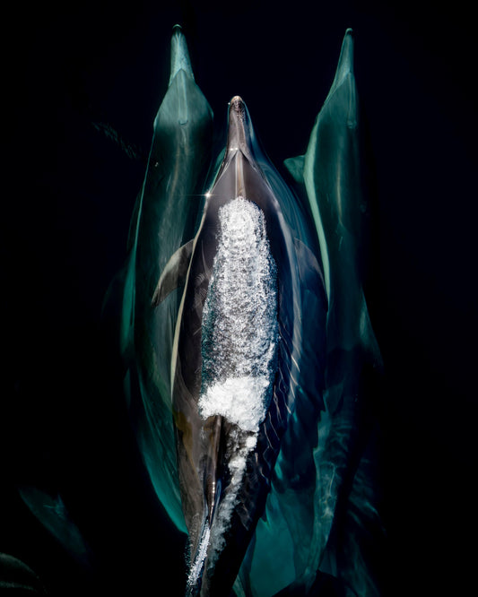 "Common Dolphin Trio" Limited Edition Print Chelsea Mayer Inventory
