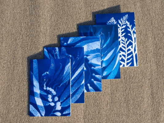 Cyanotype Greeting Card Set O Poindexter Inventory