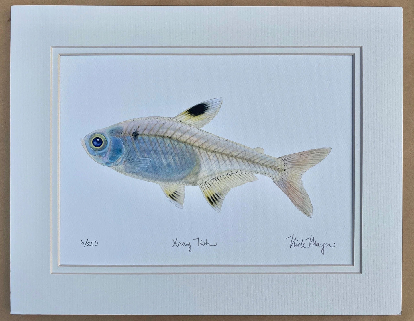 Deep Sea Giclee Print Collection Nick Mayer Consignment X-Ray Fish