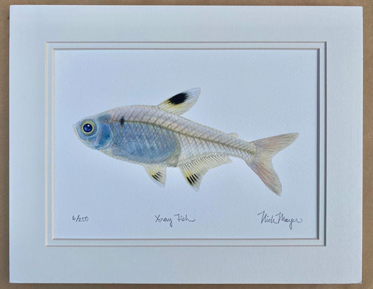 Deep Sea Giclee Print Collection Nick Mayer Consignment X-Ray Fish