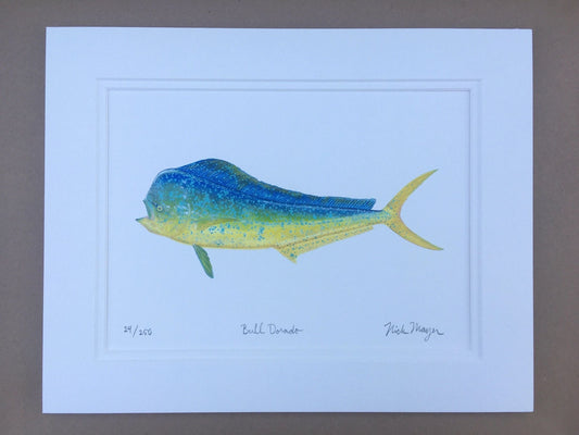 Dorado Giclee Print Nick Mayer Inventory Bull Dorado - Small: 11" x 14"