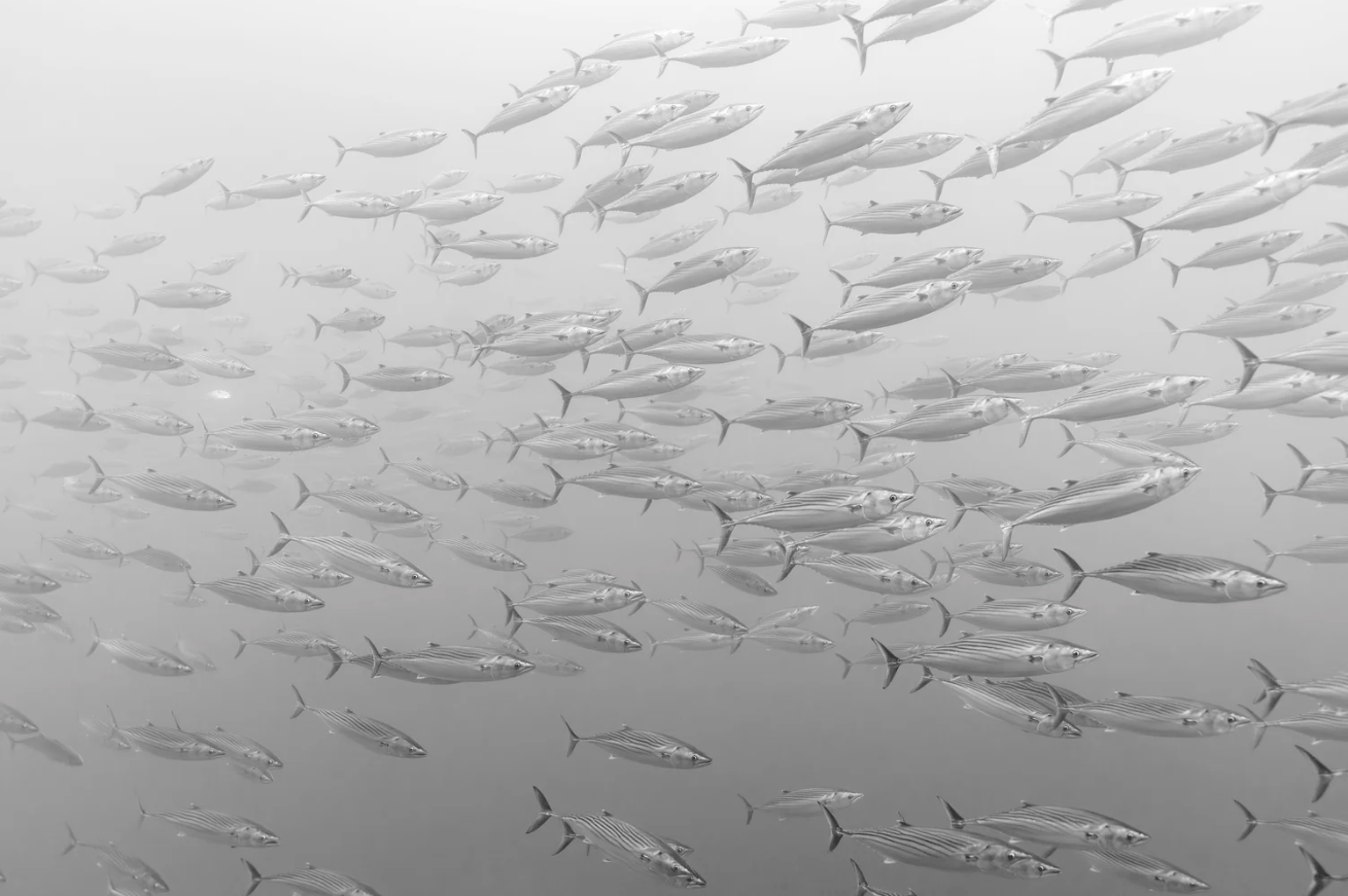 "Edge of the Pacific" Limited Edition Print Chelsea Mayer Consignment