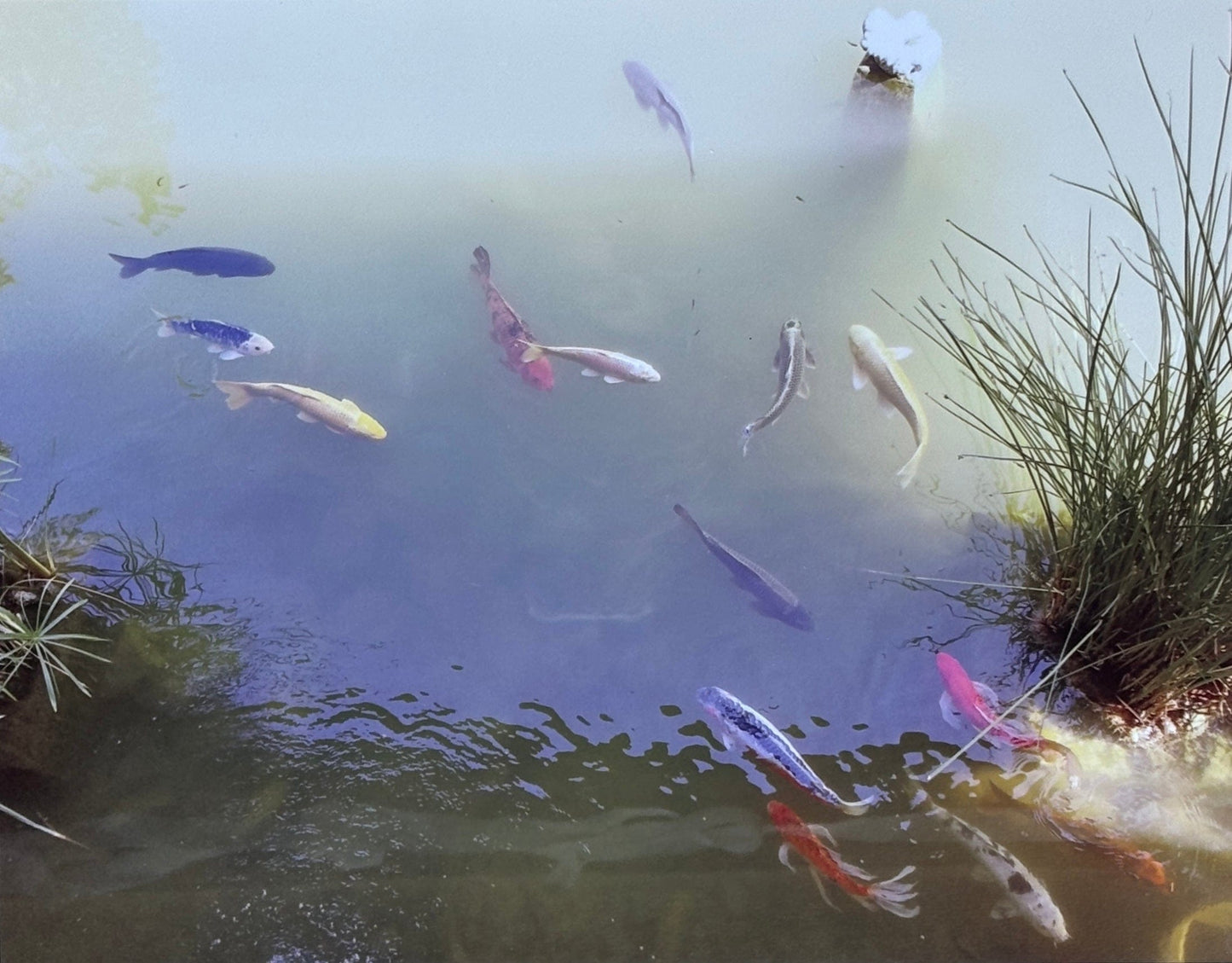 "Friendship Pond" Photographs on Aluminum Juls Consignment POND II