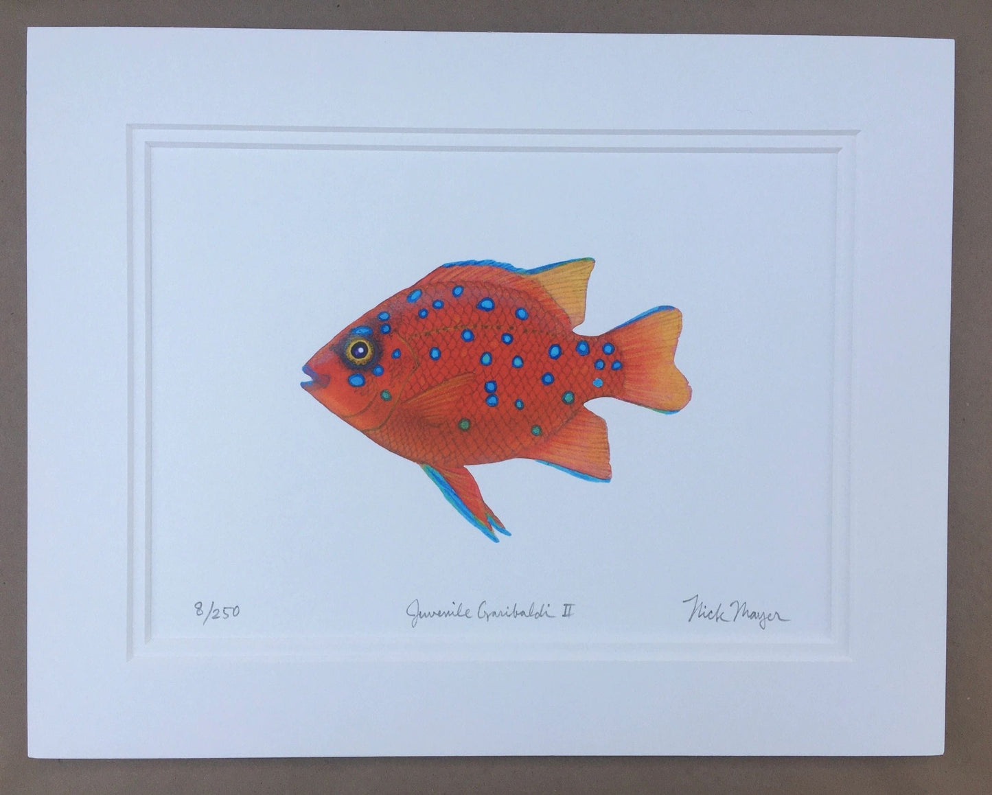 Garibaldi Giclee Prints Nick Mayer Inventory Garibaldi Juvenile 2 (sm)