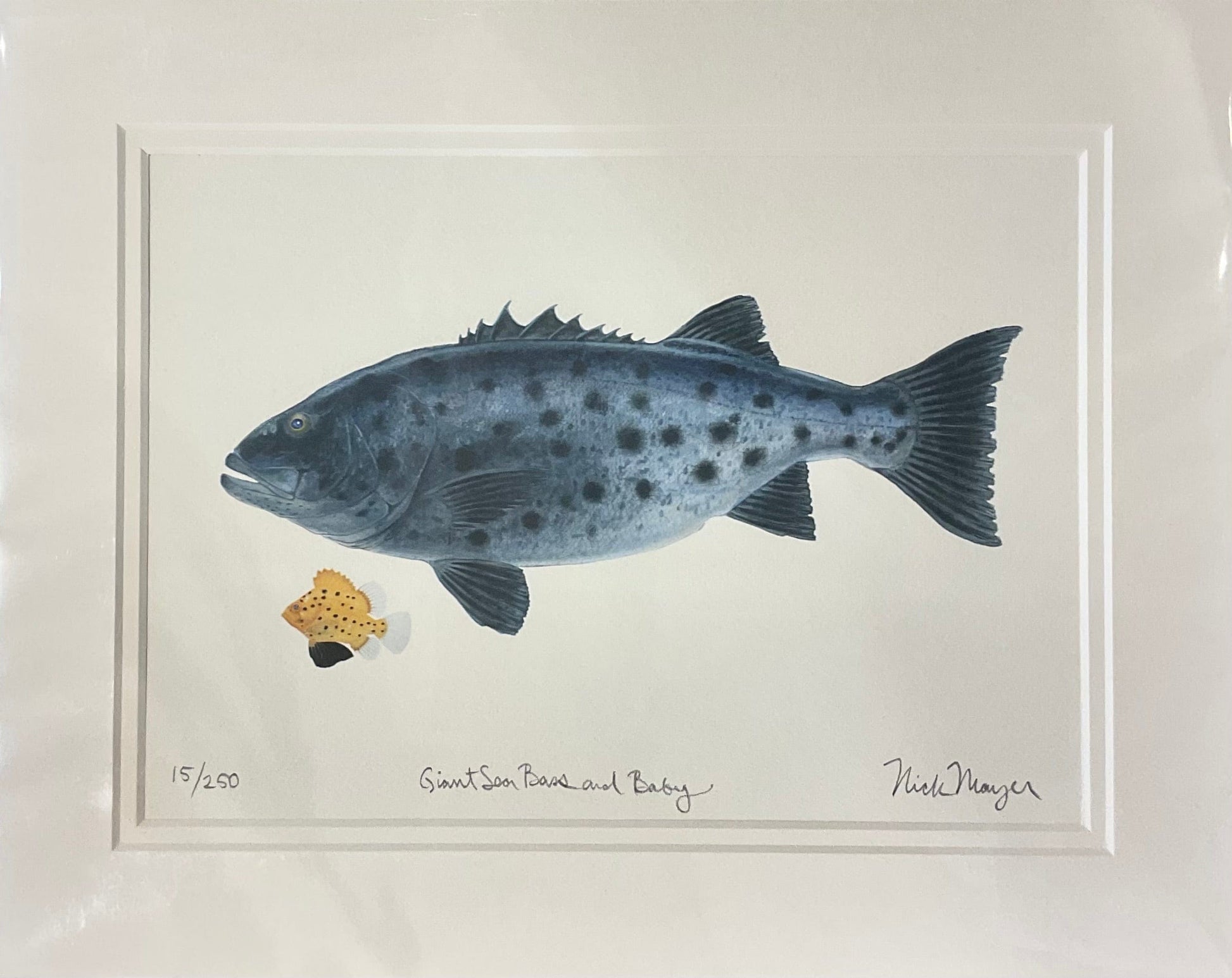 Giant Black Seabass Giclee Print Nick Mayer Inventory