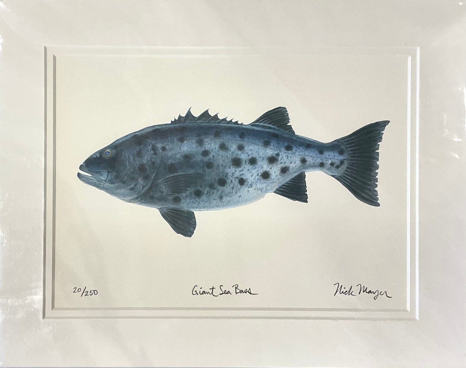 Giant Black Seabass Giclee Print Nick Mayer Inventory
