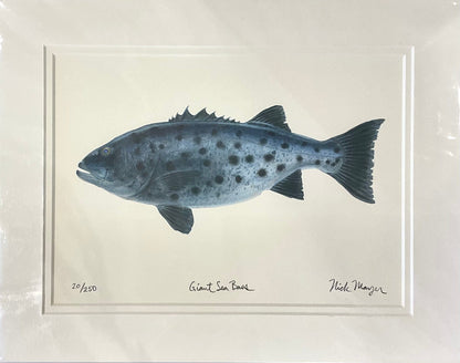 Giant Black Seabass Giclee Print Nick Mayer Inventory