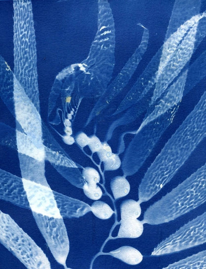 "Giant Kelp Scimitar Study" Cyanotype Print O Poindexter Consignment