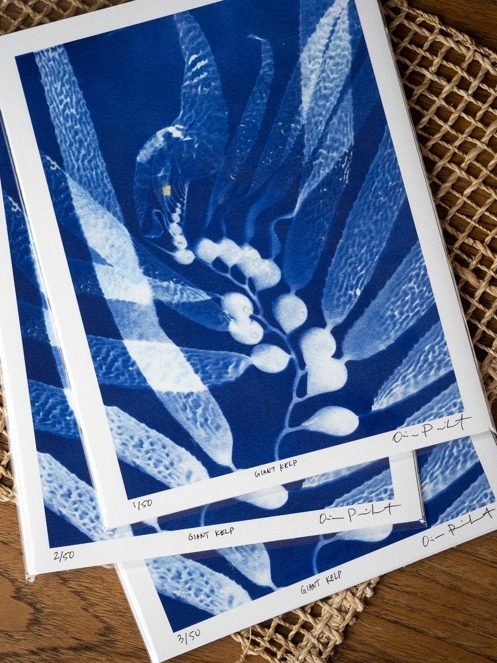 "Giant Kelp Scimitar Study" Cyanotype Print O Poindexter Consignment