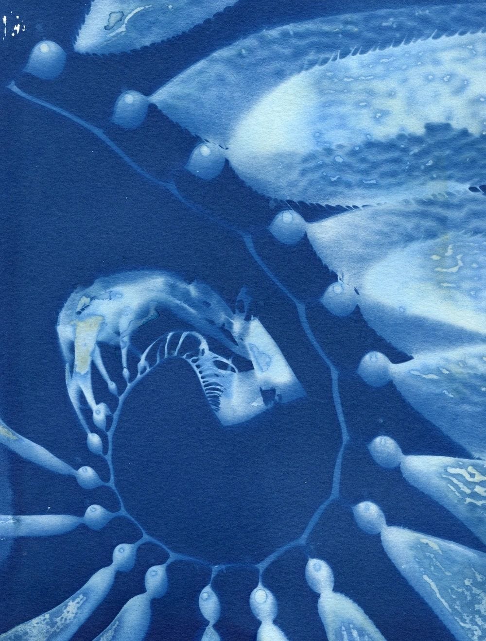 "Giant Kelp Spiral" Cyanotype Print O Poindexter Consignment