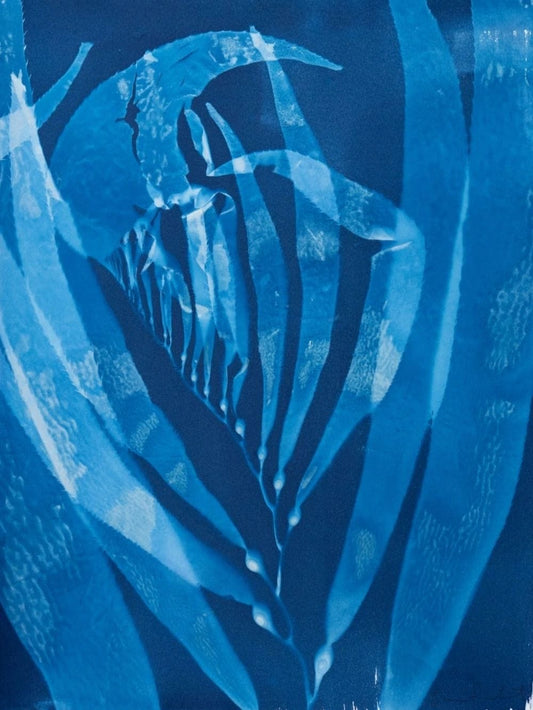 "Giant Kelp Study 11" Cyanotype Print O Poindexter Consignment