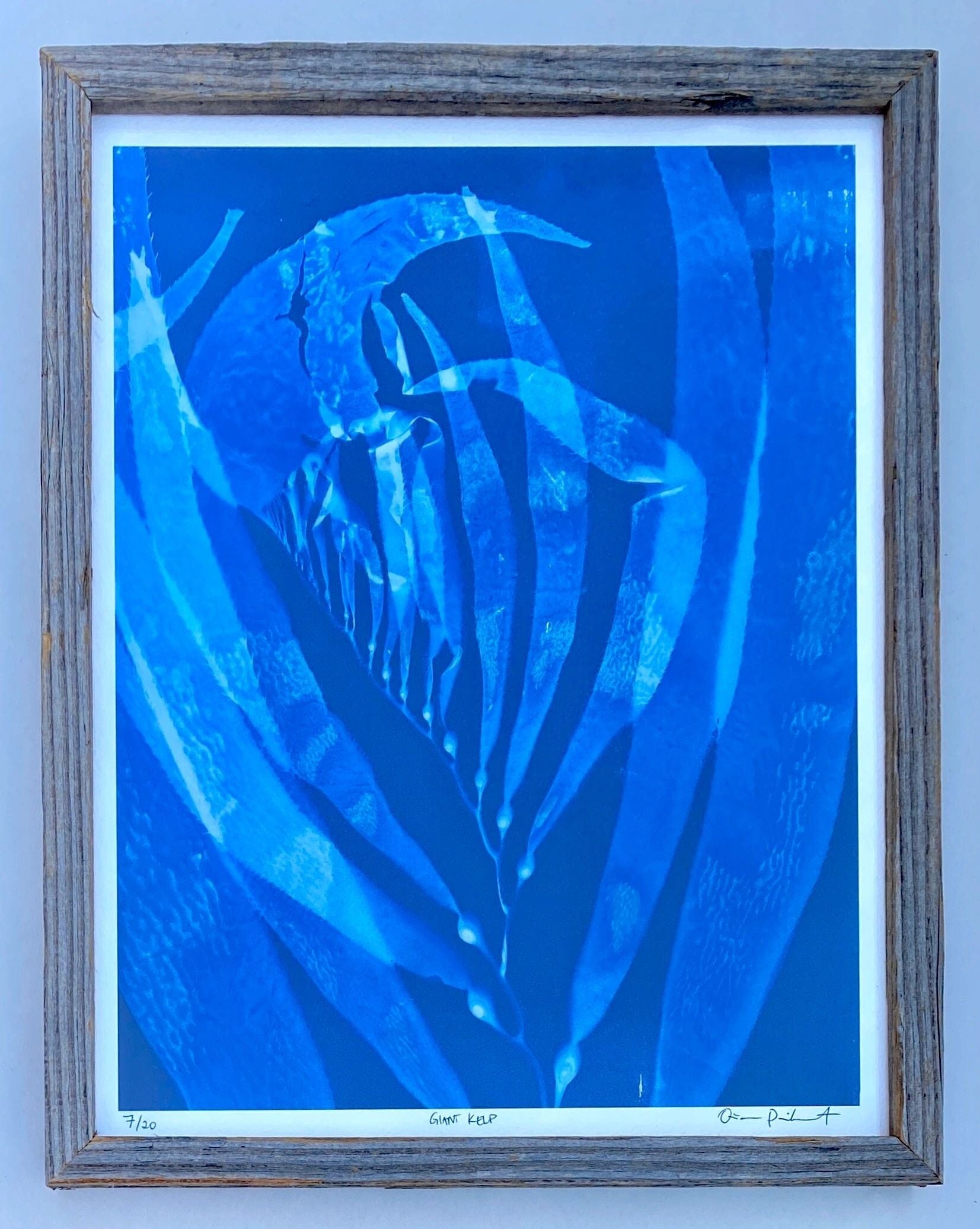 "Giant Kelp Study 11" Cyanotype Print O Poindexter Consignment