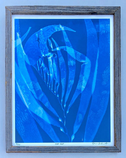 "Giant Kelp Study 11" Cyanotype Print O Poindexter Consignment