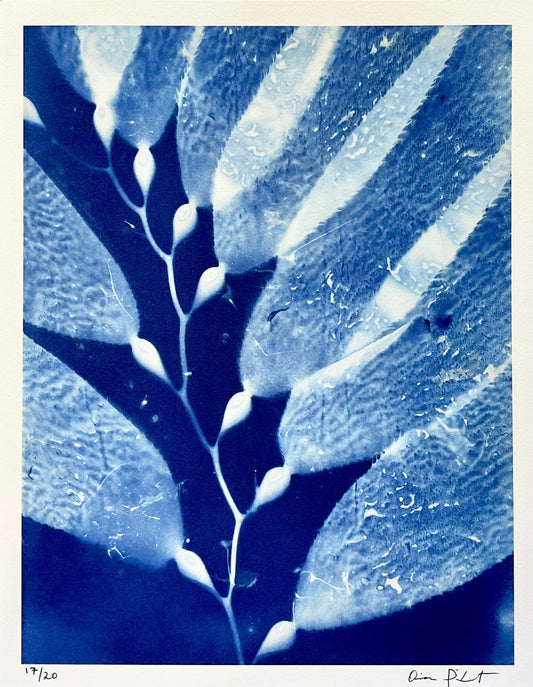 "Giant Kelp Study 30" Cyanotype Print O Poindexter Consignment