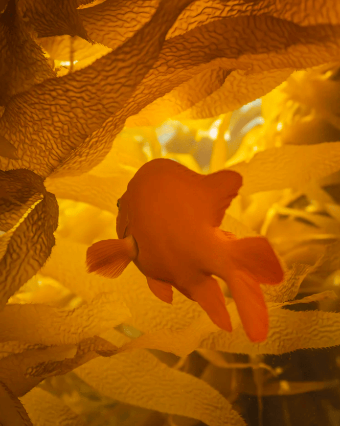 "Gilded Garibaldi" Limited Edition Photograph Chelsea Mayer Consignment