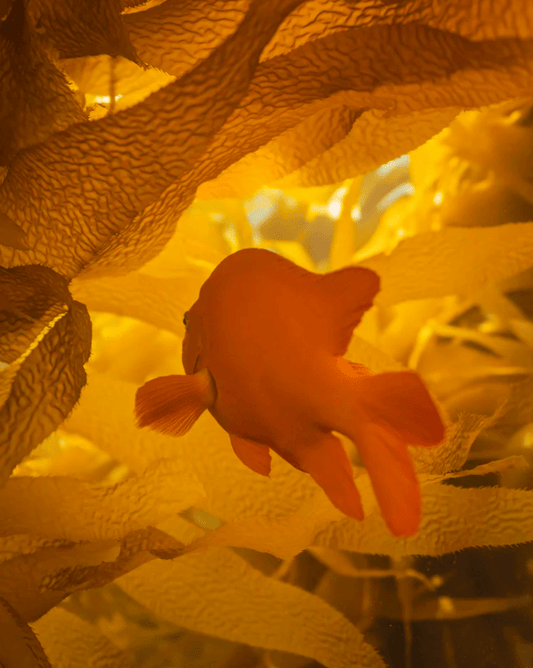 "Gilded Garibaldi" Limited Edition Photograph Chelsea Mayer Consignment