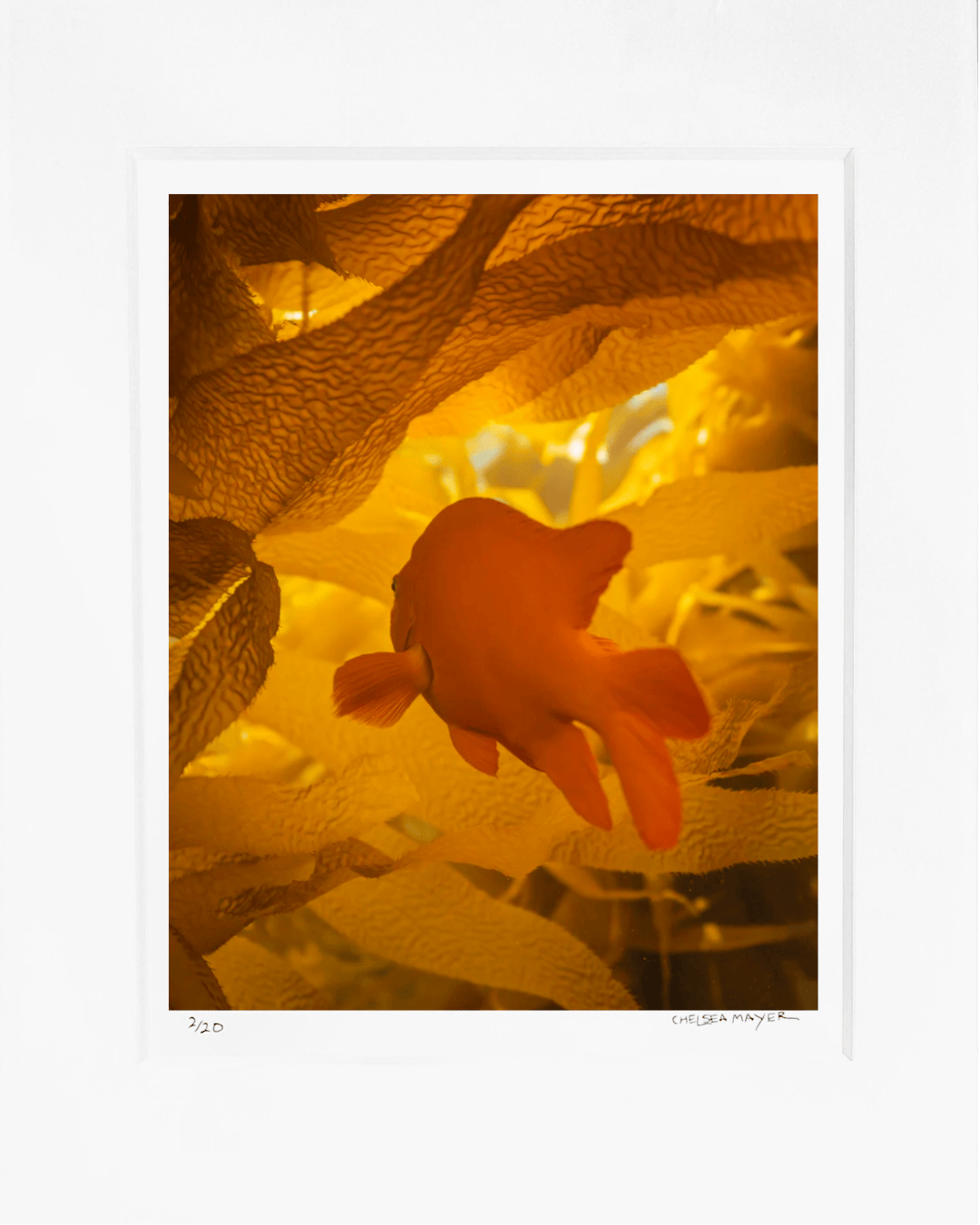"Gilded Garibaldi" Limited Edition Photograph Chelsea Mayer Consignment