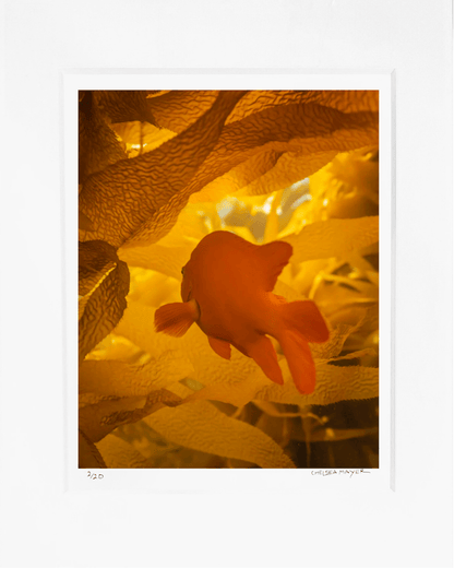 "Gilded Garibaldi" Limited Edition Photograph Chelsea Mayer Consignment