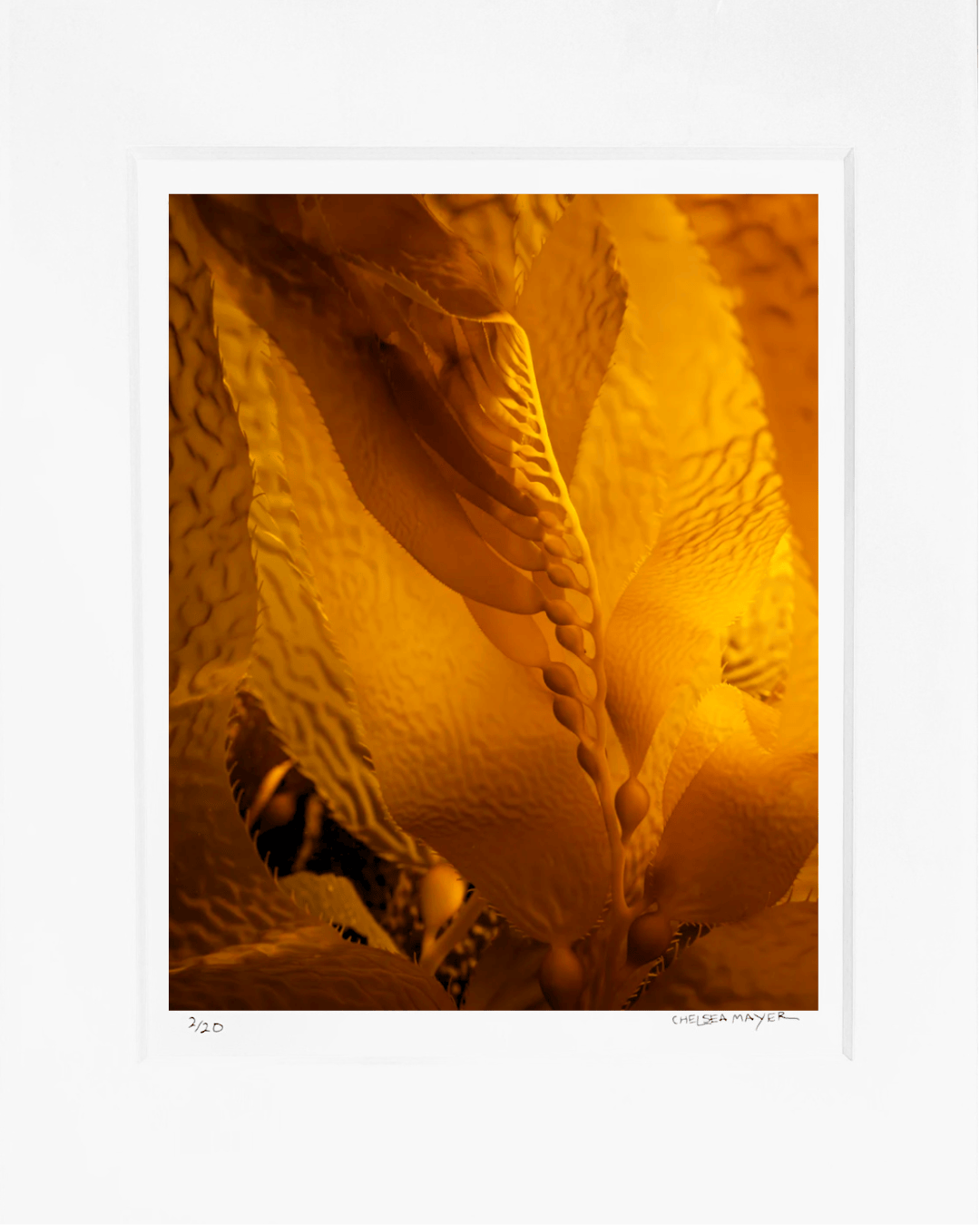 "Growth" Limited Edition Photograph Chelsea Mayer Consignment