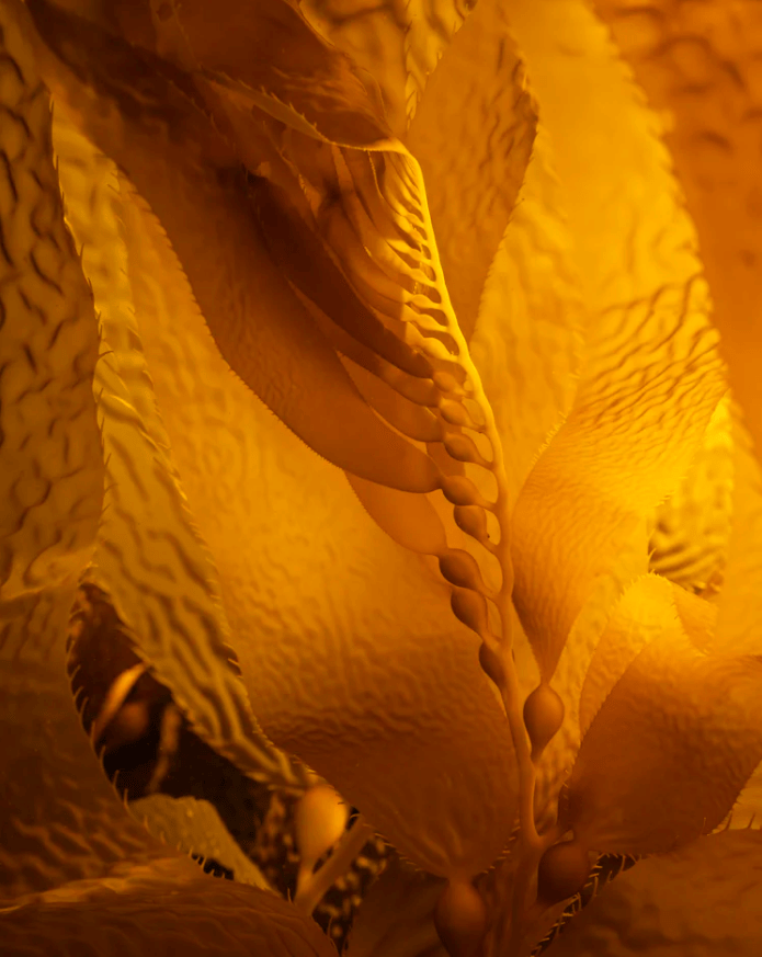"Growth" Limited Edition Photograph Chelsea Mayer Consignment