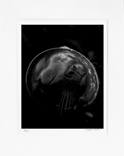 "Harbor Seal Portrait 3" Limited Edition Photograph Chelsea Mayer Consignment