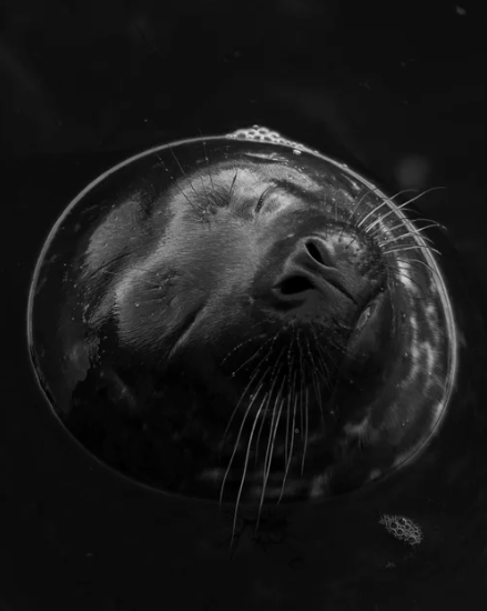 "Harbor Seal Portrait 3" Limited Edition Photograph Chelsea Mayer Consignment