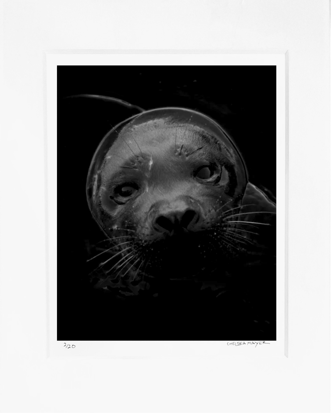 "Harbor Seal Portrait 4" Limited Edition Photograph Chelsea Mayer Consignment