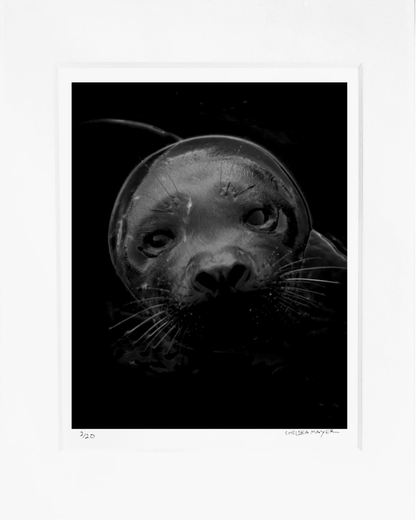 "Harbor Seal Portrait 4" Limited Edition Photograph Chelsea Mayer Consignment
