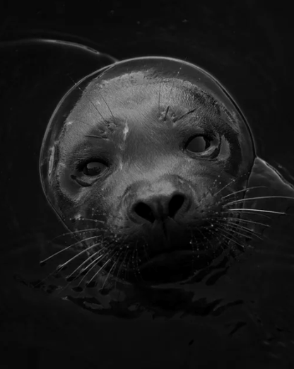 "Harbor Seal Portrait 4" Limited Edition Photograph Chelsea Mayer Consignment