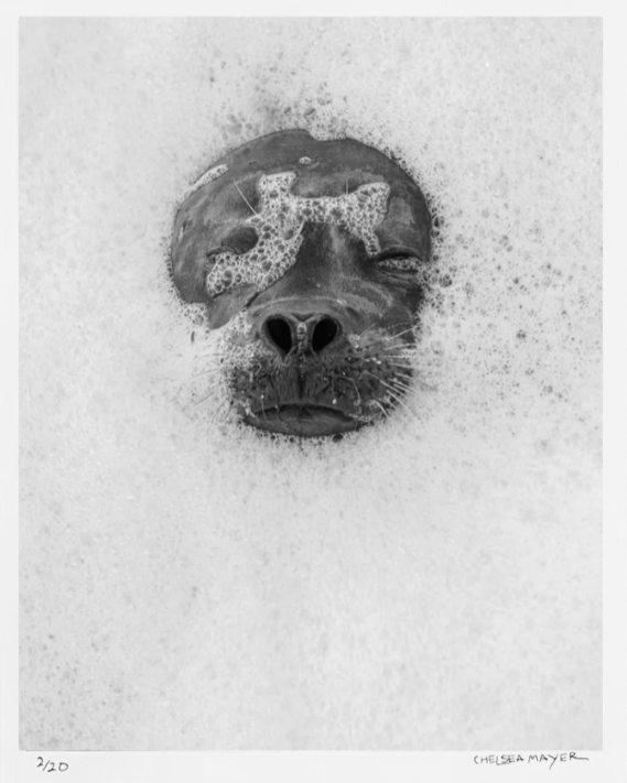 "Harbor Seal Portrait I" Limited Edition Photograph Chelsea Mayer Consignment