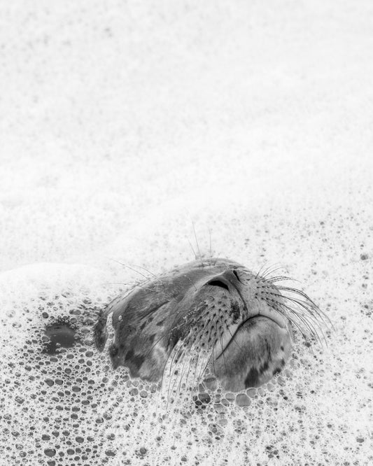 "Harbor Seal Portrait II" Limited Edition Print Chelsea Mayer Consignment