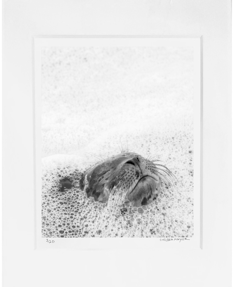 "Harbor Seal Portrait II" Limited Edition Print Chelsea Mayer Consignment