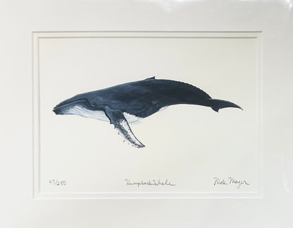 Humpback Whale Giclee Nick Mayer Inventory