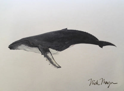 Humpback Whale Giclee Nick Mayer Inventory
