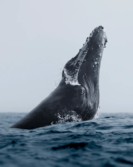 "Humpback Whale Portrait" Limited Edition Print Chelsea Mayer Consignment