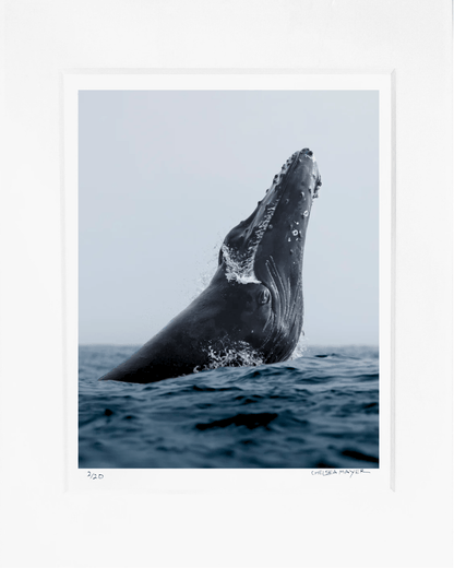 "Humpback Whale Portrait" Limited Edition Print Chelsea Mayer Consignment
