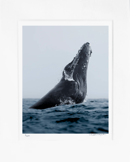 "Humpback Whale Portrait" Limited Edition Print Chelsea Mayer Consignment