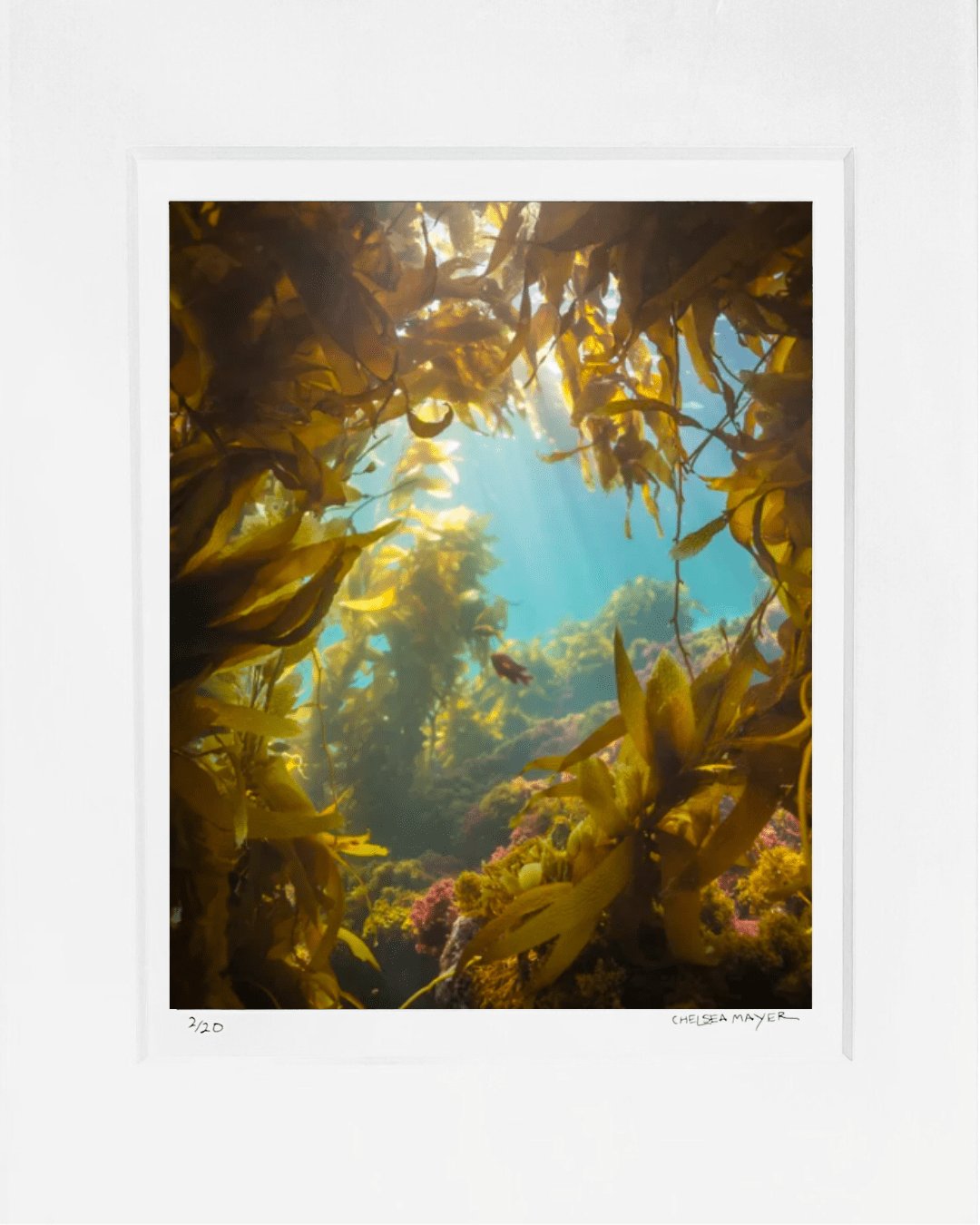 "Kelp Window" Limited Edition Photograph Chelsea Mayer Consignment