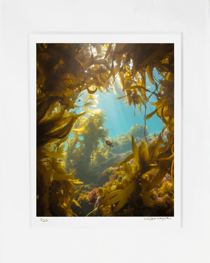 "Kelp Window" Limited Edition Photograph Chelsea Mayer Consignment