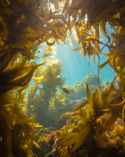 "Kelp Window" Limited Edition Photograph Chelsea Mayer Consignment