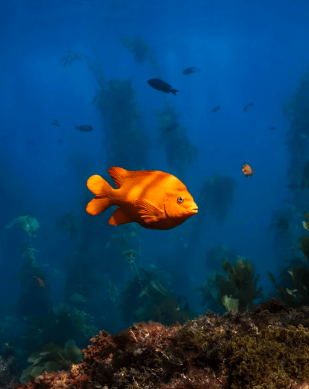 "Local's Summer" Limited Edition Photograph Chelsea Mayer Consignment