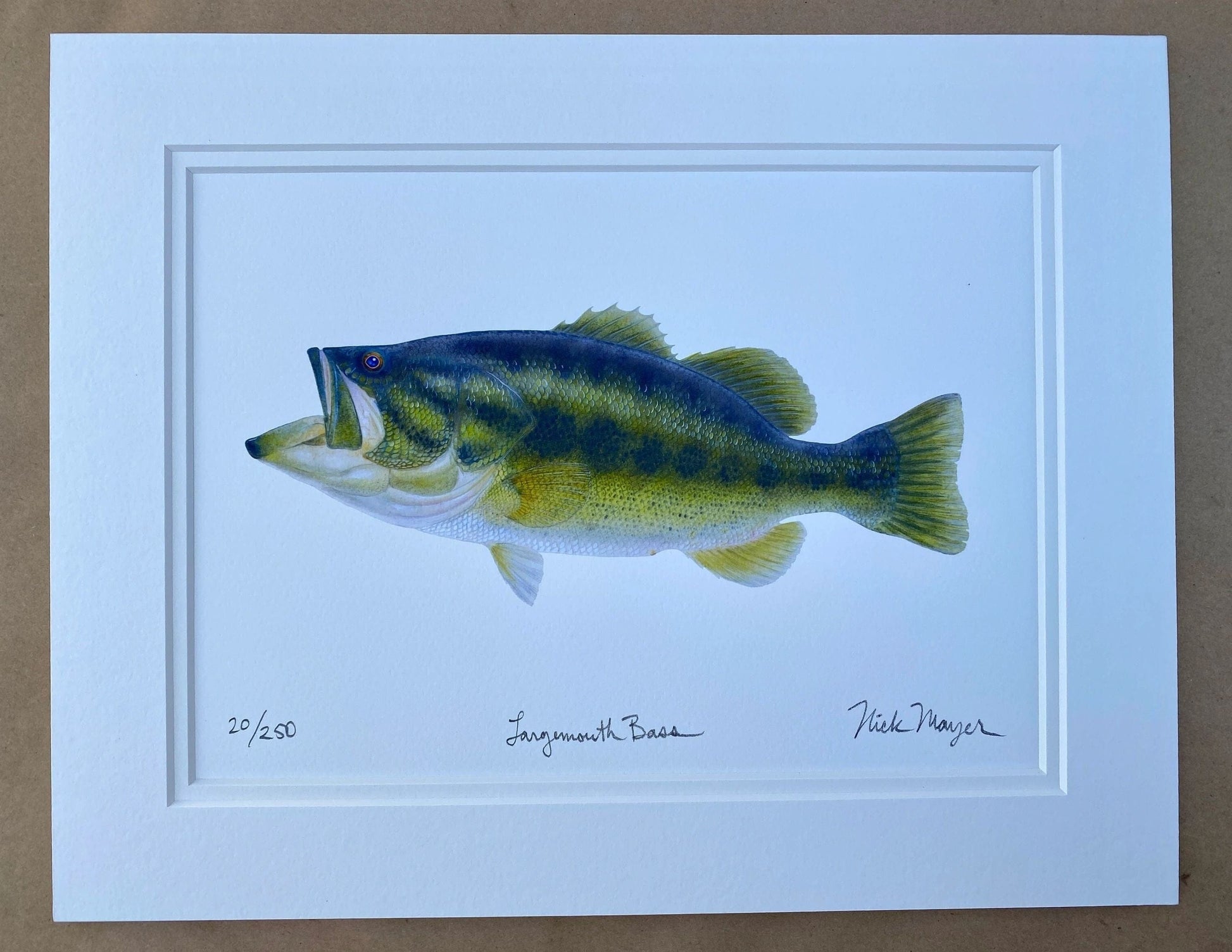 Longmouth Bass Giclee Print Nick Mayer Consignment