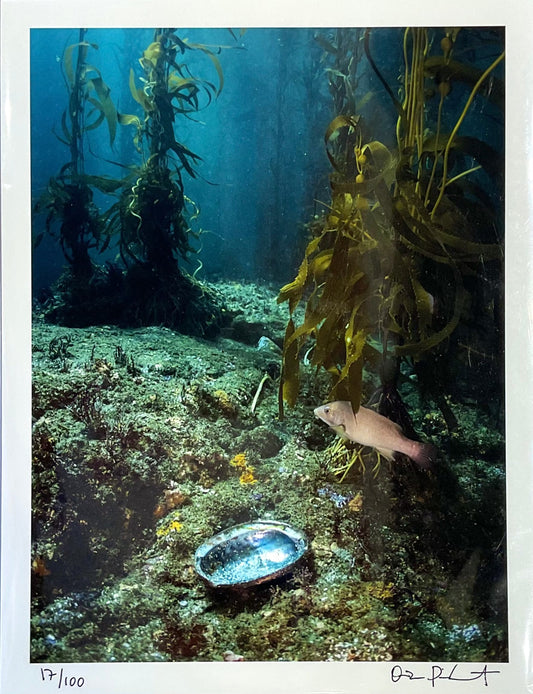 "Lost Shell in the Forest" Print - Limited Edition O Poindexter Consignment