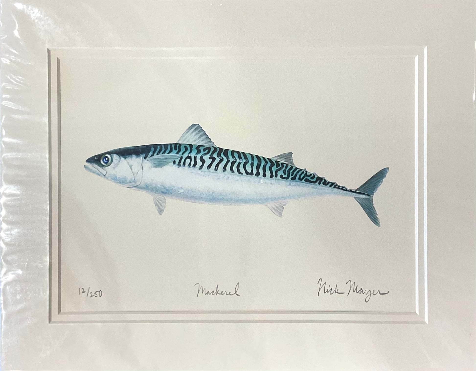 Mackerel Giclee Print Nick Mayer Inventory