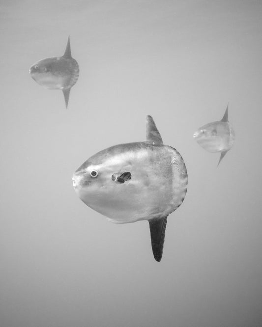 "Mola Mola Trio" Limited Edition Print Chelsea Mayer Consignment