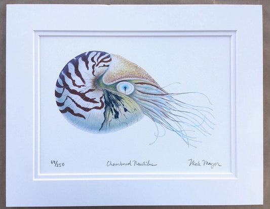 Nautilus Giclee Prints Nick Mayer Inventory Chambered Nautilus - Small 11"x 14"