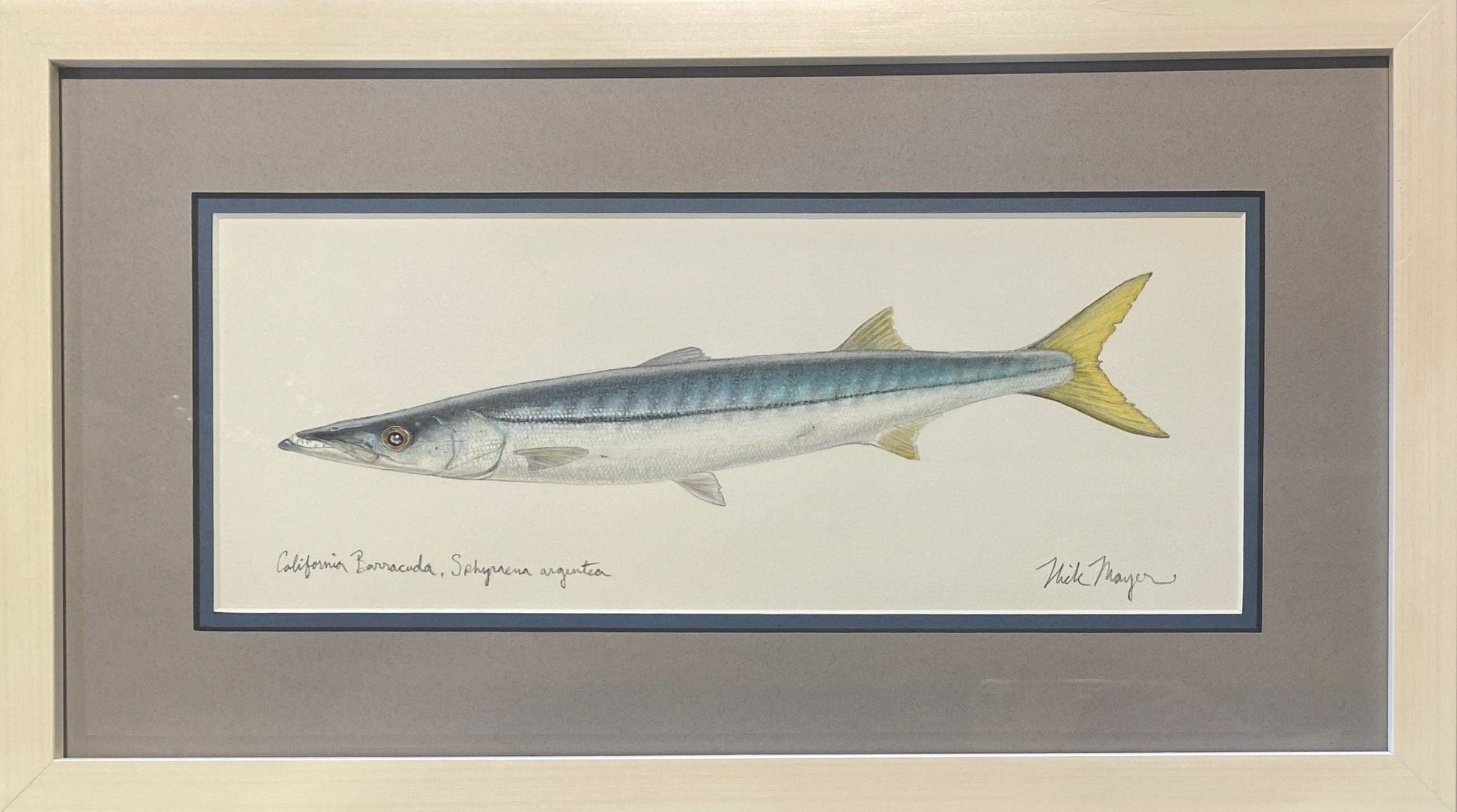 Nick Mayer Barracuda Watercolor Nick Mayer Inventory